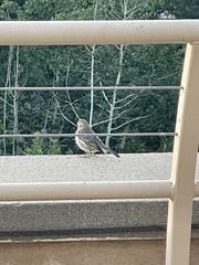 Haemorhous mexicanus