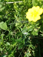 Potentilla aurea