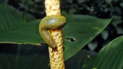 Vaginulus taunaisii