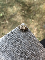 Podisus serieventris