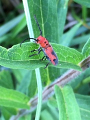 Tetraopes melanurus