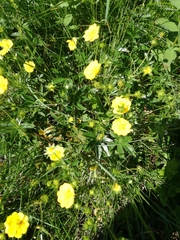 Potentilla aurea