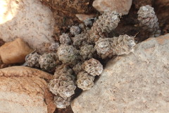 Anacampseros filamentosa