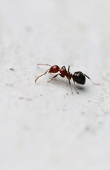 Dolichoderus taprobanae