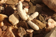 Anacampseros papyracea