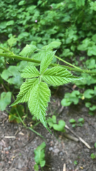 Rubus
