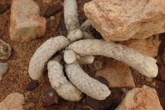 Anacampseros papyracea