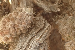 Anacampseros filamentosa