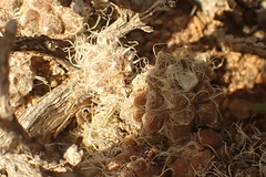 Anacampseros filamentosa