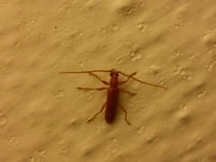 Axinopalpis gracilis