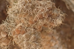 Anacampseros filamentosa