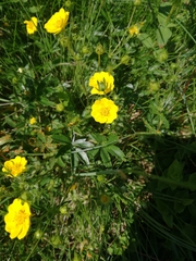 Potentilla aurea