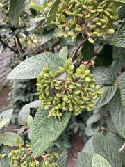 Viburnum × rhytidophylloides