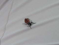 Lydus trimaculatus italicus