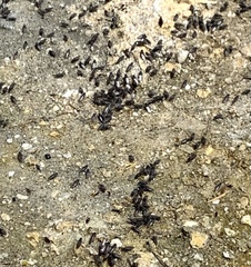Ephydra