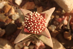 Crassula congesta