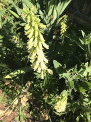 Digitalis grandiflora