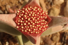 Crassula congesta