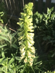 Digitalis grandiflora