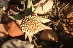 Crassula congesta