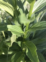 Digitalis grandiflora