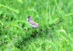 Curruca communis