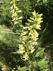 Digitalis grandiflora