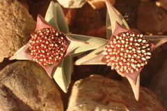 Crassula congesta