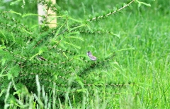 Curruca communis