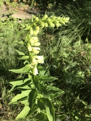 Digitalis grandiflora