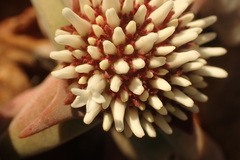 Crassula congesta