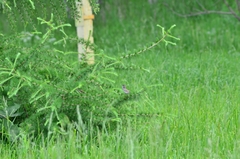 Curruca communis