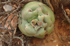 Crassula hemisphaerica