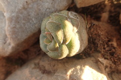 Crassula hemisphaerica