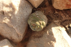 Crassula hemisphaerica