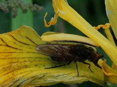 Rhingia campestris