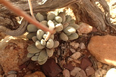 Crassula tecta