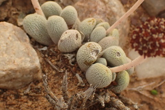 Crassula tecta