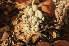 Crassula tecta