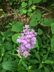 Platanthera grandiflora