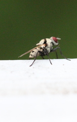Anthomyia illocata