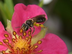 Andrena minutula