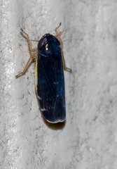 Planicephalus flavocostatus