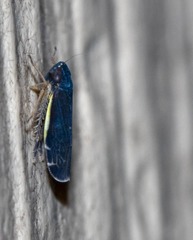 Planicephalus flavocostatus