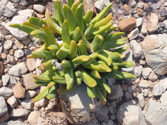 Glottiphyllum regium