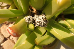 Glottiphyllum regium