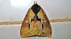 Dirphiopsis multicolor