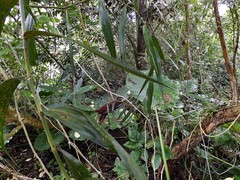 Flagellaria indica