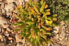 Glottiphyllum regium