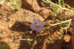 Heliophila trifurca